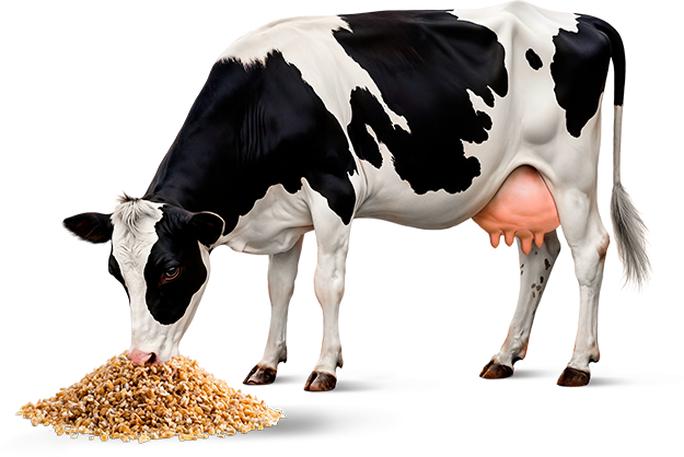 Vache laitière avec céréales