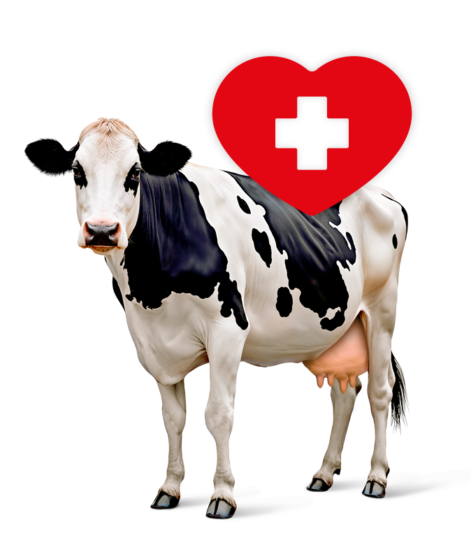 Santé des vaches