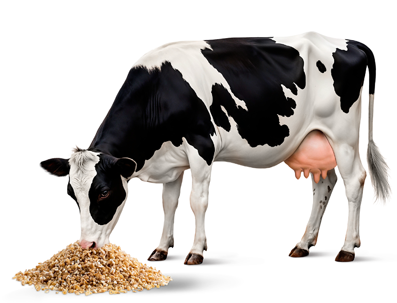 La méthionine est essentielle pour les vaches laitières