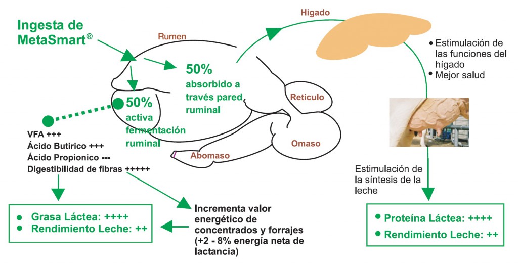 Metionina protejida para el rumen