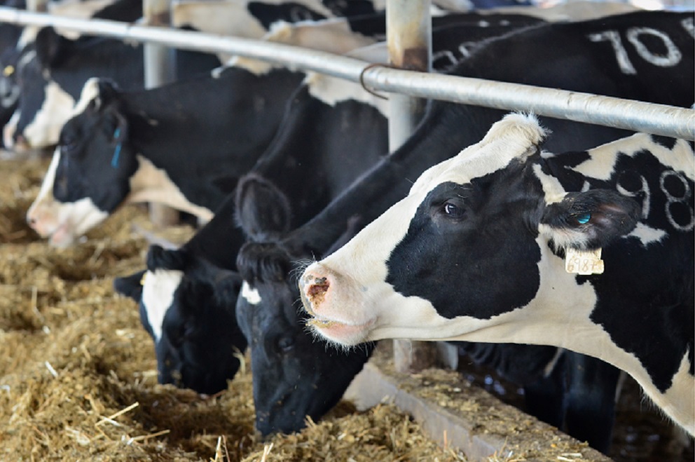 Nutrition animale | Adisseo Nutrition animale | Adisseo