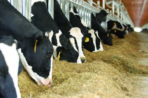 Animal Feed, Nutrition & Performance Solutions