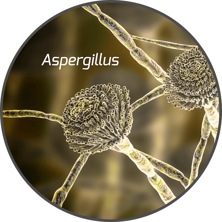 mycotoxin-aspergillus-fungi