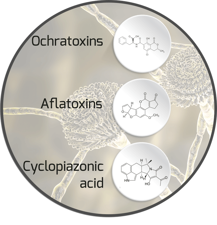 mycotoxin-aspergillus-mycotoxin