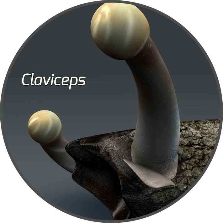 mycotoxin-claviceps-fungi