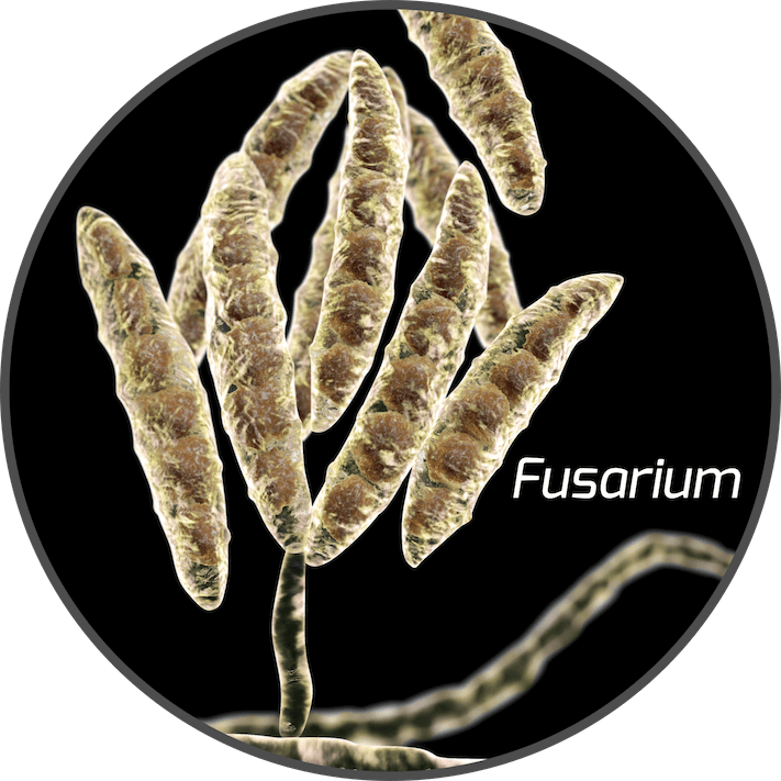 mycotoxin-fusarium-fungi