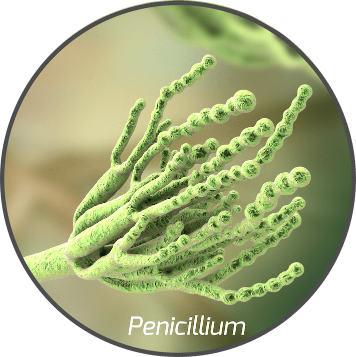 mycotoxin-penicillium-fungi