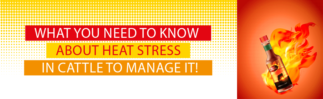WHAT YOU NEED TO KNOW ABOUT HEAT STRESS IN CATTLE TO MANAGE IT !