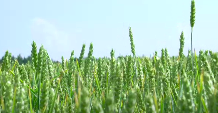 mycotoxins-management-news-wheat
