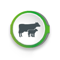 MycoMan App, Mycotoxins Management, The right recommendation, Adisseo