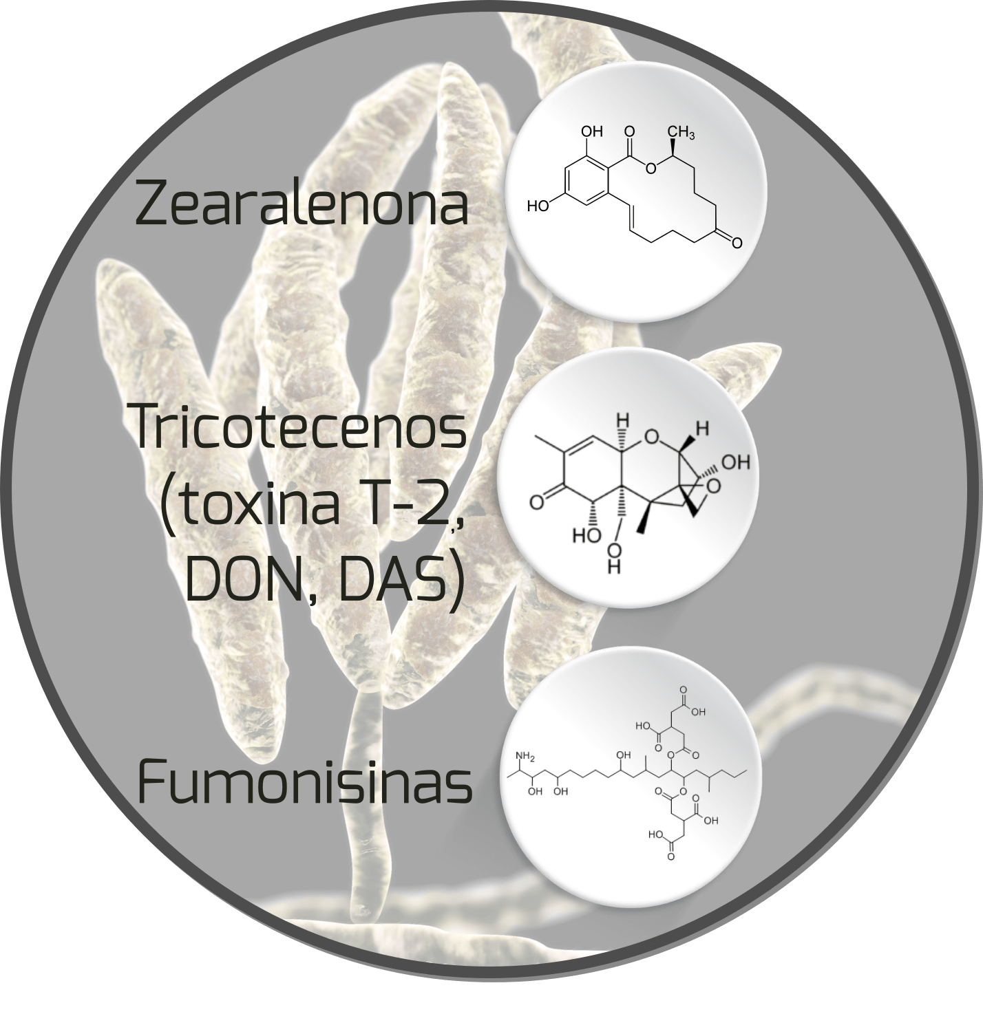 mycotoxin-fusarium-mycotoxin