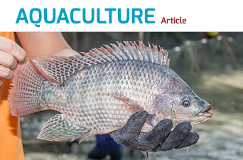 New article on “Prevention strategies against Streptococcosis in tilapia  production” - Adisseo