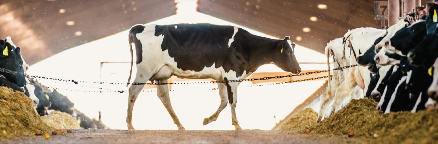 Adisseo SmartMail™ SmartLine™ Can nutrition improve involuntary culling rates for dairy cows? Smartamine® M