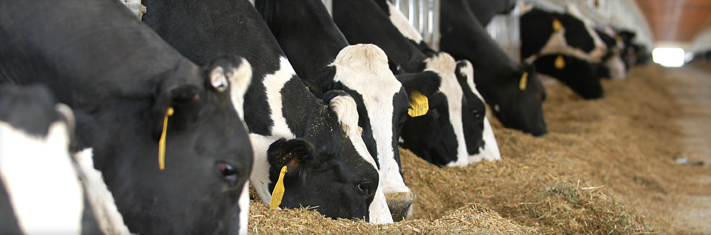 Adisseo SmartMail™ SmartLine™ trials sponsored by Adisseo University research in dairy nutrition Research highlights the essential nutrient role of methionine for dairy cows ADSA 2020 Virtual Annual Meeting Methionine-related abstracts Benefits of amino acid (AA) nutrition for ruminants Dr. Brian Sloan Methionine impacts production, health, and reproduction Supplemental methionine offers gains in the production of milk, milk fat, and milk protein Positively affects health and reproductive performance and the likelihood that an individual cow remains in the herd Dr. Mike Van Amburgh effects of differing dietary starch and digestible amino acid supplies on performance in dairy cows Dairy cows had a reduced time to pregnancy Dairy cows with at least one health disorder had a lower risk of being sold before the end of lactation when supplemented with Smartamine M Amino acid (AA) nutrition of goats goats fed Smartamine M with a low-protein diet produced more milk and more milk fat goats fed Smartamine M with a high protein diet had an increased milk protein content The INRA 2007 dietary MetDi recommendation of 2.5% of metabolizable protein can be used for goats whatever their genetic variant for casein-aS1 Supplying methionine from MetaSmart to lactating dairy goats elicited the same response on milk composition as seen in dairy cows. Positive effect of MetaSmart supplementation on milk synthesis in the goat mammary tissue Methionine supplementation increased the activity of the endoplasmic reticulum and promoted the intracellular transport of milk components and, ultimately, their secretion The plasma AA dose response method is the most effective methodology to detect differences in the methionine bioavailability of rumen-protected supplements Smartamine™ ML AjiPro-L Supplementation of methionine and methionine analogs to diets at risk of causing biohydrogenation induced milk fat depression found that the addition of HMTBa (RumenSmart™), HMBi (MetaSmart®), or a rumen protected methionine (Smartamine M) all resulted in increased milk fat concentrations and yields Compared an underivatized method to quantify bovine plasma amino acids via liquid chromatography electrospray mass spectrometry with a derivatized method. Derivatization had greater sensitivity, linearity, and recovery rates.