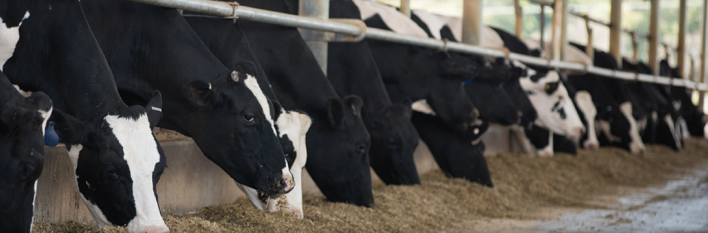 Adisseo SmartMail™ SmartLine™ Amino acid balancing Why Smartamine® ML is the most cost-effective rumen-protected source of lysine for dairy cows. Milk protein and Class III milk prices have bolstered interest in amino acid balancing as a feeding strategy for dairy cows to promote greater milk component and energy-corrected milk yields. Lysine and methionine are co-limiting amino acids in most dairy cow rations. This necessitates lysine supplementation, often with a rumen-protected lysine product Researchers at the University of New Hampshire (UNH) Ajinomoto bioavailability of lysine for both the second and third generations of AjiPro-L using the plasma amino acid dose-response technique plasma free lysine concentration Bioavailability of AjiPro-L 3G