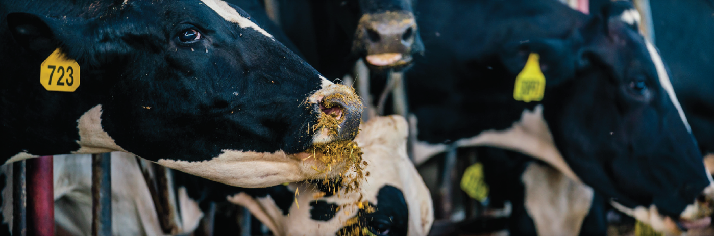 Smartamine® M is still the most effective methionine source for your cows Increased adoption of amino acid balancing by the dairy industry has motivated suppliers to develop new technologies to provide cost-effective concentrated sources of metabolizable methionine for use in formulation.