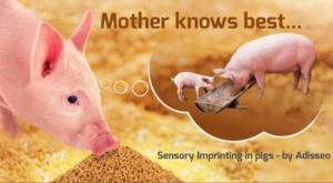 A relatively new approach in piglet nutrition is to see what role sow diets can play in getting the young ones to eat faster. Sensory imprinting plays this role: If sow and weaner diets are linked by the same flavour, young piglets learn to start eating like a pig sooner.