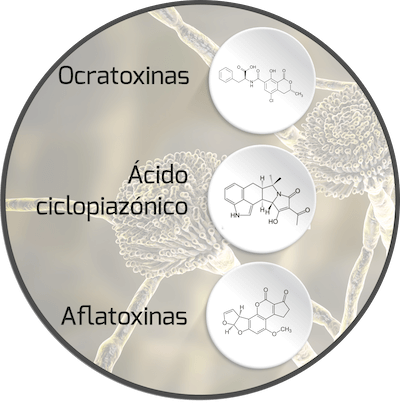 mycotoxin-aspergillus-mycotoxin