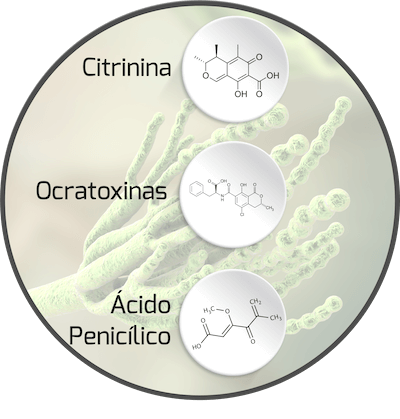 mycotoxin-penicillium-mycotoxin