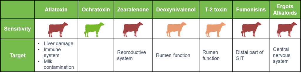 Sensitivity of dairy cows to different types of mycotoxins