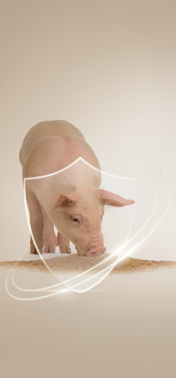Ensure Feed Safety and Quality