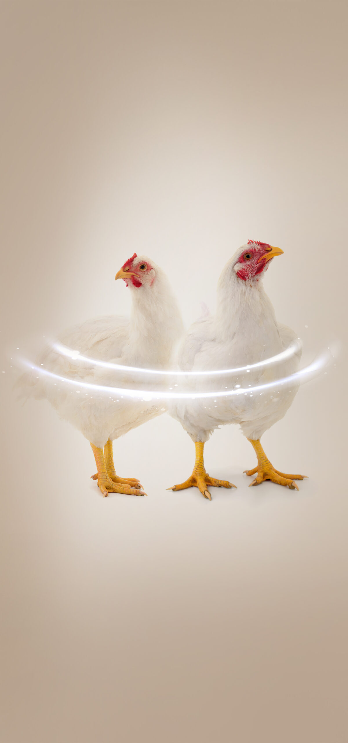 Ensuring feed safety 